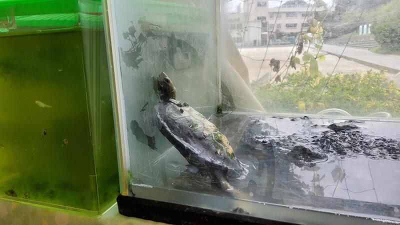 亀も応援してます✨