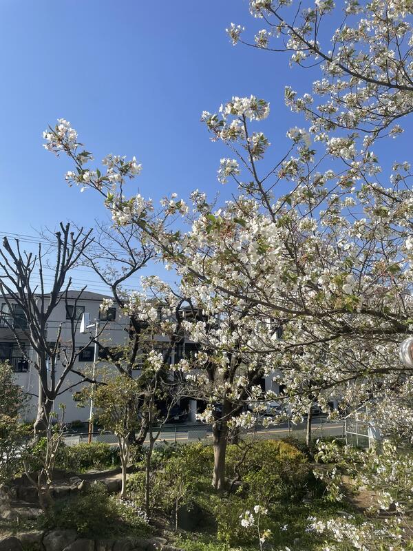 中央階段から見える桜です