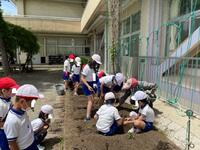 みんな植えました