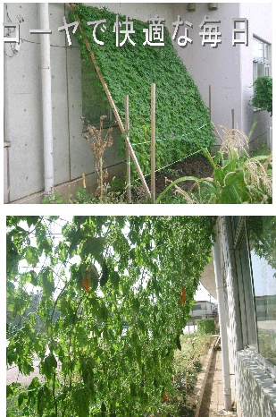 ゴーヤで快適な毎日