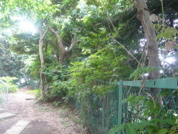 	体育館裏の「林」