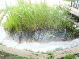 メダカ　観察池