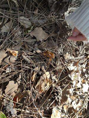 蝉の抜け殻を発見！！